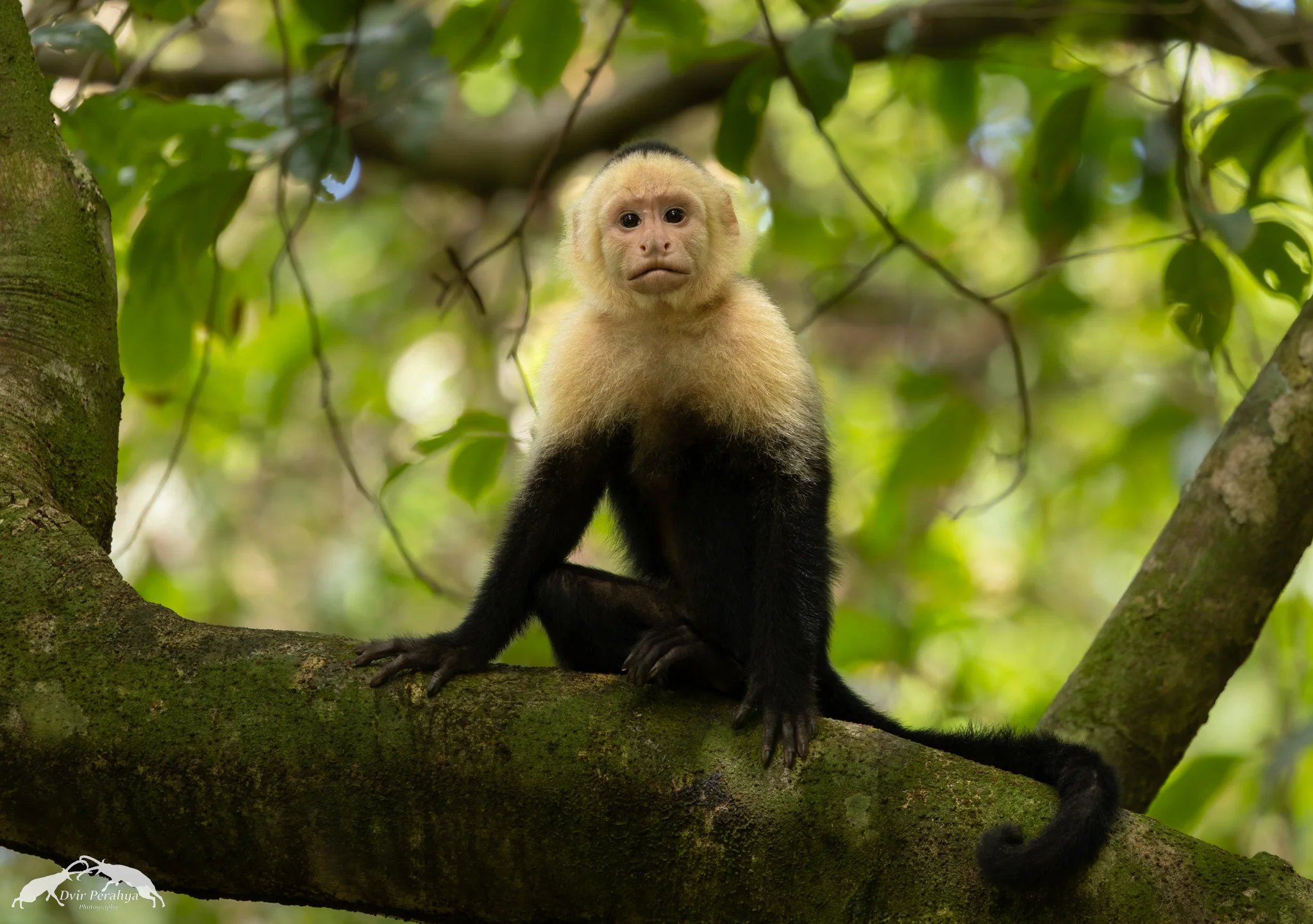 Capuchin monkey, Monteverde